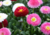 comprar sementes de Bonina, sementes de margaridinha rapazinho, semente de bellis margaridinha, semente de bonina, comprar sementes e bulbos de flores, bulbos de flores lindas, flores diferente
