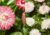 comprar sementes de Bonina, sementes de margaridinha rapazinho, semente de bellis margaridinha, semente de bonina, comprar sementes e bulbos de flores, bulbos de flores lindas, flores diferente