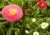 comprar sementes de Bonina, sementes de margaridinha rapazinho, semente de bellis margaridinha, semente de bonina, comprar sementes e bulbos de flores, bulbos de flores lindas, flores diferente