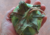 semente de berinjela africana, semente de gboma, semente de giboma, comprar semente de solanum macrocarpon L., comprar sementes de berinjela diferente, sementes de hortaliças exóticas, sementes de legumes raros, comprar sementes de berinjela africana