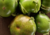 semente de berinjela africana, semente de gboma, semente de giboma, comprar semente de solanum macrocarpon L., comprar sementes de berinjela diferente, sementes de hortaliças exóticas, sementes de legumes raros, comprar sementes de berinjela africana
