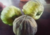 semente de bucha vegetal, sementes de bucha vegetal redonda, sementes de bucha vegetal diferente, comprar sementes de bucha, comprar sementes de bucha vegetal redonda, comprar sementes de bucha vegetal diferente, comprar sementes de bucha vegetal