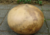  semente da maior cabaça do mundo, sementes de cabaça gigante, sementes de cabaça africana, sementes de cabaça gigante africana, comprar sementes de cabaça gigante, comprar sementes de  cabaça gigante africana, comprar sementes de cabaça