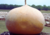  semente da maior cabaça do mundo, sementes de cabaça gigante, sementes de cabaça africana, sementes de cabaça gigante africana, comprar sementes de cabaça gigante, comprar sementes de  cabaça gigante africana, comprar sementes de cabaça