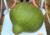  semente da maior cabaça do mundo, sementes de cabaça gigante, sementes de cabaça africana, sementes de cabaça gigante africana, comprar sementes de cabaça gigante, comprar sementes de  cabaça gigante africana, comprar sementes de cabaça