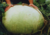  semente da maior cabaça do mundo, sementes de cabaça gigante, sementes de cabaça africana, sementes de cabaça gigante africana, comprar sementes de cabaça gigante, comprar sementes de  cabaça gigante africana, comprar sementes de cabaça