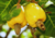semente de caju precoce amarelo, semente de caju amarelo, sementes frescas de caju, sementes de caju amarelo precoce, comprar sementes de caju precoce, comprar sementes de caju precoce amarelo, sementes de caju amarelo, sementes de caju precoce, semente d