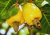 semente de caju precoce amarelo, semente de caju amarelo, sementes frescas de caju, sementes de caju amarelo precoce, comprar sementes de caju precoce, comprar sementes de caju precoce amarelo, sementes de caju amarelo, sementes de caju precoce, semente 