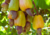 semente de caju precoce amarelo, semente de caju amarelo, sementes frescas de caju, sementes de caju amarelo precoce, comprar sementes de caju precoce, comprar sementes de caju precoce amarelo, sementes de caju amarelo, sementes de caju precoce, semente d