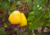 semente de caju precoce amarelo, semente de caju amarelo, sementes frescas de caju, sementes de caju amarelo precoce, comprar sementes de caju precoce, comprar sementes de caju precoce amarelo, sementes de caju amarelo, sementes de caju precoce, semente d