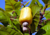 semente de caju precoce amarelo, semente de caju amarelo, sementes frescas de caju, sementes de caju amarelo precoce, comprar sementes de caju precoce, comprar sementes de caju precoce amarelo, sementes de caju amarelo, sementes de caju precoce, semente d