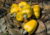 semente de caju precoce amarelo, semente de caju amarelo, sementes frescas de caju, sementes de caju amarelo precoce, comprar sementes de caju precoce, comprar sementes de caju precoce amarelo, sementes de caju amarelo, sementes de caju precoce, semente d