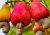semente de caju precoce amarelo, semente de caju amarelo, sementes frescas de caju, sementes de caju amarelo precoce, comprar sementes de caju precoce, comprar sementes de caju precoce amarelo, sementes de caju amarelo, sementes de caju precoce, semente 