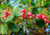 semente de cajuzinho vermelho do cerrado, semente de cajuzinho do cerrado, sementes de cajuzinho do cerrado, comprar sementes de cajuzinho vermelho do cerrado comprar sementes de cajuzinho nativo do cerrado, comprar sementes de frutas do cerrado