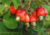semente de cajuzinho vermelho do cerrado, semente de cajuzinho do cerrado, sementes de cajuzinho do cerrado, comprar sementes de cajuzinho vermelho do cerrado comprar sementes de cajuzinho nativo do cerrado, comprar sementes de frutas do cerrado