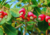 semente de cajuzinho vermelho do cerrado, semente de cajuzinho do cerrado, sementes de cajuzinho do cerrado, comprar sementes de cajuzinho vermelho do cerrado comprar sementes de cajuzinho nativo do cerrado, comprar sementes de frutas do cerrado