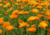 semente de calêndula medicinal, comprar sementes de calêndula medicinal, comprar semente de calêndula oficinallis, sementes de plantas medicinais, sementes de flores medicinais, comprar sementes de flores