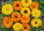 semente de calêndula medicinal, comprar sementes de calêndula medicinal, comprar semente de calêndula oficinallis, sementes de plantas medicinais, sementes de flores medicinais, comprar sementes de flores