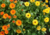 semente de calêndula medicinal, comprar sementes de calêndula medicinal, comprar semente de calêndula oficinallis, sementes de plantas medicinais, sementes de flores medicinais, comprar sementes de flores