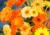 semente de calêndula medicinal, comprar sementes de calêndula medicinal, comprar semente de calêndula oficinallis, sementes de plantas medicinais, sementes de flores medicinais, comprar sementes de flores
