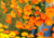 semente de calêndula medicinal, comprar sementes de calêndula medicinal, comprar semente de calêndula oficinallis, sementes de plantas medicinais, sementes de flores medicinais, comprar sementes de flores
