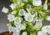 sementes de campânula dobrada sortida, sementes de campânula dobrada, semente de campânula dobrada, semente de flor de xícara, semente de flores coloridas, sementes de flor de xícara, sementes de flor