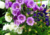 sementes de campânula dobrada sortida, sementes de campânula dobrada, semente de campânula dobrada, semente de flor de xícara, semente de flores coloridas, sementes de flor de xícara, sementes de flor