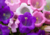 sementes de campânula dobrada sortida, sementes de campânula dobrada, semente de campânula dobrada, semente de flor de xícara, semente de flores coloridas, sementes de flor de xícara, sementes de flor 