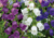 sementes de campânula dobrada sortida, sementes de campânula dobrada, semente de campânula dobrada, semente de flor de xícara, semente de flores coloridas, sementes de flor de xícara, sementes de flor