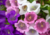 sementes de campânula dobrada sortida, sementes de campânula dobrada, semente de campânula dobrada, semente de flor de xícara, semente de flores coloridas, sementes de flor de xícara, sementes de flor