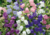 sementes de campânula dobrada sortida, sementes de campânula dobrada, semente de campânula dobrada, semente de flor de xícara, semente de flores coloridas, sementes de flor de xícara, sementes de flor