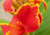 semente de cana da índia, sementes de cana da índia, semente de cana índica, sementes de cana índica, semente de cana da índia mesclada, sementes de cana da índia mesclada,  semente de flores diferentes