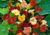 Imagem do Semente de Capuchinha Dobrada Alta (Tropaeolum majus)