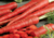 comprar sementes de cenoura vermelha, comprar sementes de cenoura atomic red, comprar sementes de cenoura atomic vermelha, sementes de cenoura vermelha, semente orgânica de cenoura vermelha, semente de cenoura vermelha