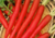 comprar sementes de cenoura vermelha, comprar sementes de cenoura atomic red, comprar sementes de cenoura atomic vermelha, sementes de cenoura vermelha, semente orgânica de cenoura vermelha, semente de cenoura vermelha