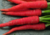 comprar sementes de cenoura vermelha, comprar sementes de cenoura atomic red, comprar sementes de cenoura atomic vermelha, sementes de cenoura vermelha, semente orgânica de cenoura vermelha, semente de cenoura vermelha
