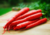comprar sementes de cenoura vermelha, comprar sementes de cenoura atomic red, comprar sementes de cenoura atomic vermelha, sementes de cenoura vermelha, semente orgânica de cenoura vermelha, semente de cenoura vermelha