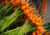 Comprar sementes de cenoura planeta em promoção, semente de cenoura, plantar semente de cenoura planeta em vaso, plantar cenoura planeta na horta, comprar sementes de cenoura planeta, comprar sementes de cenouras diferentes