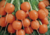 Comprar sementes de cenoura planeta em promoção, semente de cenoura, plantar semente de cenoura planeta em vaso, plantar cenoura planeta na horta, comprar sementes de cenoura planeta, comprar sementes de cenouras diferentes