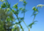 semente de cerefólio (Anthriscus cereFolium), semente de cerefólio, sementes de cerefólio, onde comprar semente de cerefólio, sementes de temperos diferentes, comprar semente de tempero diferente, comprar semente de cerefólio