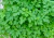 semente de cerefólio (Anthriscus cereFolium), semente de cerefólio, sementes de cerefólio, onde comprar semente de cerefólio, sementes de temperos diferentes, comprar semente de tempero diferente, comprar semente de cerefólio