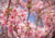 Sementes de cerejeira do japão em promoção, comprar semente de cerejeira do japão, plantar cerejeira do japão no vaso, plantar sementes de cerejeira do japão no jardim, plantar cerejeira do japão na calçada