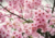 Sementes de cerejeira do japão em promoção, comprar semente de cerejeira do japão, plantar cerejeira do japão no vaso, plantar sementes de cerejeira do japão no jardim, plantar cerejeira do japão na calçada