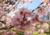 Sementes de cerejeira do japão em promoção, comprar semente de cerejeira do japão, plantar cerejeira do japão no vaso, plantar sementes de cerejeira do japão no jardim, plantar cerejeira do japão na calçada