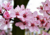 Sementes de cerejeira do japão em promoção, comprar semente de cerejeira do japão, plantar cerejeira do japão no vaso, plantar sementes de cerejeira do japão no jardim, plantar cerejeira do japão na calçada