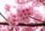 Sementes de cerejeira do japão em promoção, comprar semente de cerejeira do japão, plantar cerejeira do japão no vaso, plantar sementes de cerejeira do japão no jardim, plantar cerejeira do japão na calçada
