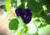 semente de flor de fada azul, semente de flor azul, semente de clitória azul, sementes de flor de fada azul, sementes de flor azul, sementes de clitória azul, semente de flor exótica, semente de flor diferente, sementes