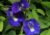semente de flor de fada azul, semente de flor azul, semente de clitória azul, sementes de flor de fada azul, sementes de flor azul, sementes de clitória azul, semente de flor exótica, semente de flor diferente, sementes