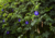 semente de flor de fada azul, semente de flor azul, semente de clitória azul, sementes de flor de fada azul, sementes de flor azul, sementes de clitória azul, semente de flor exótica, semente de flor diferente, sementes