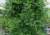 semente de flor de fada azul, semente de flor azul, semente de clitória azul, sementes de flor de fada azul, sementes de flor azul, sementes de clitória azul, semente de flor exótica, semente de flor diferente, sementes
